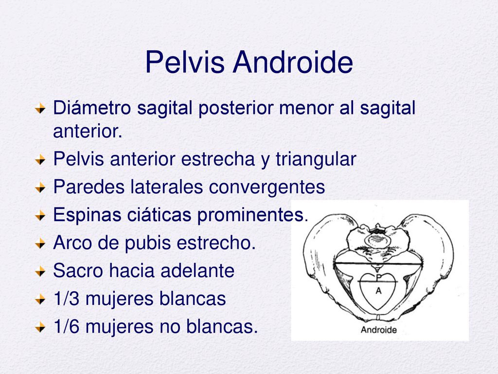 Que es la pelvis androide